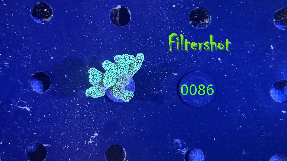 Seriatopora caliendrum - Nadelkoralle "grün" PPNZ 0086