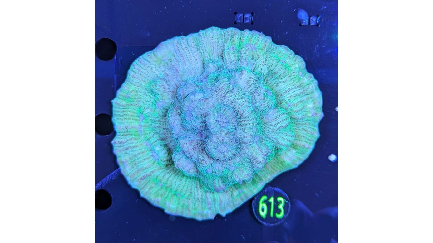 Echinophyllia Chalice Sp. Grün Ultra WYSIWYG 0613