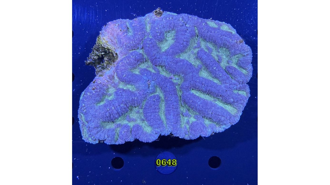 Lobophyllia sp. WYSIWYG 0648