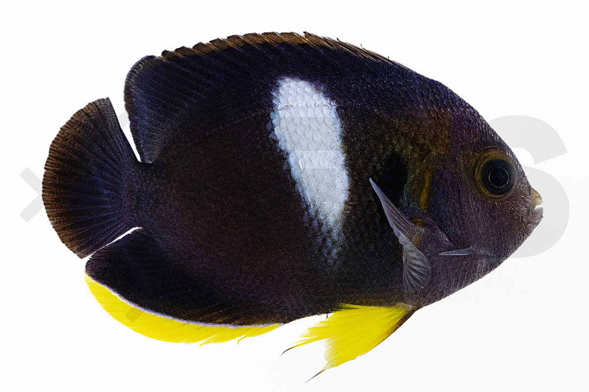 Centropyge tibicen - Schlüsselloch Zwergkaiserfisch