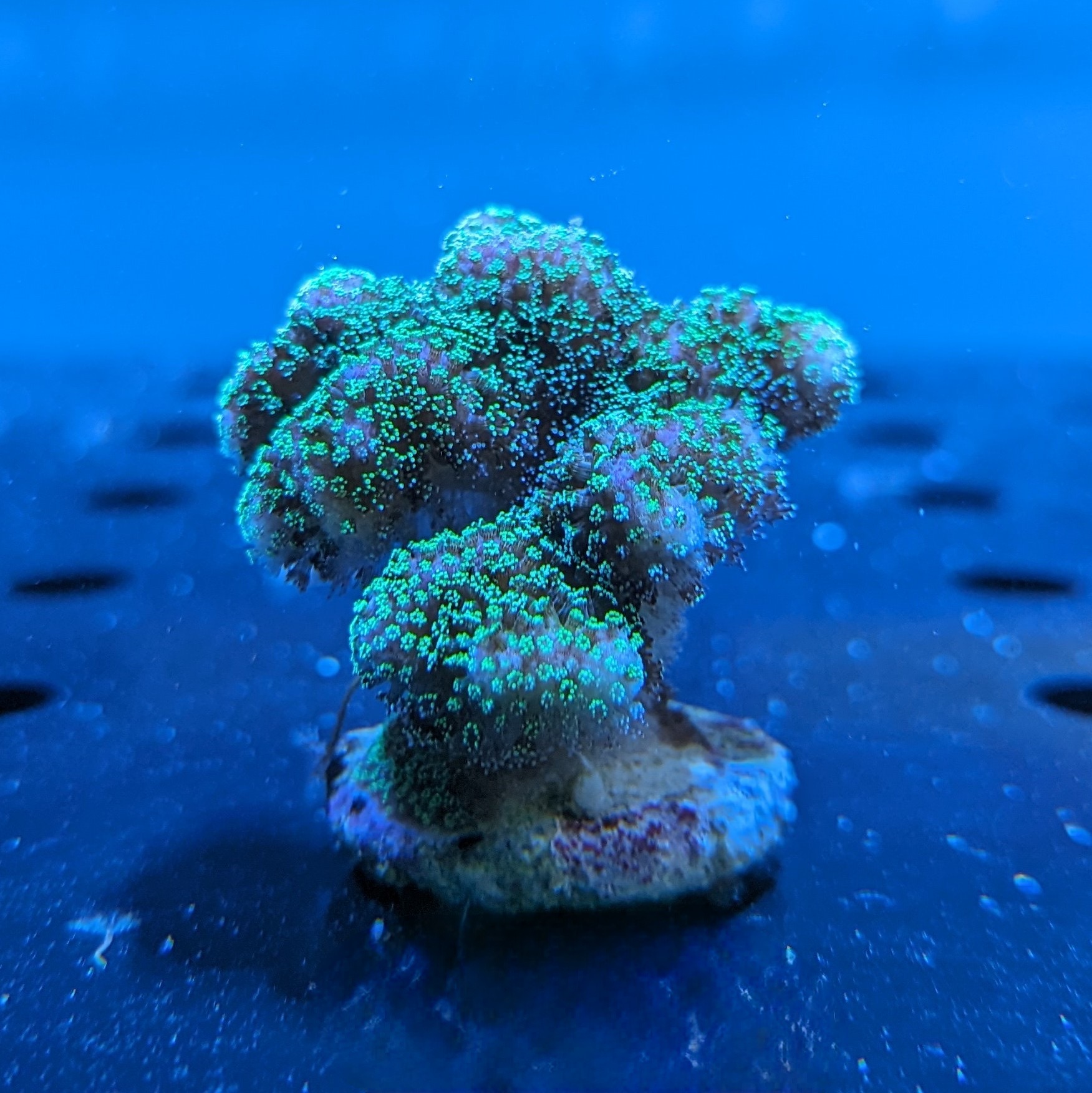 Stylophora pistillata - Fingerkoralle pink Deutsche Nachzucht 0052