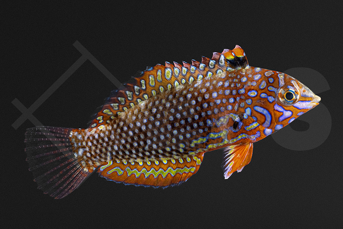 Macropharyngodon ornatus - Leoparden Junker