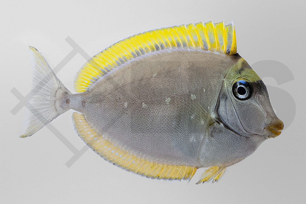 Naso elegans - Indischer Gelbklingen Nasendoktorfisch