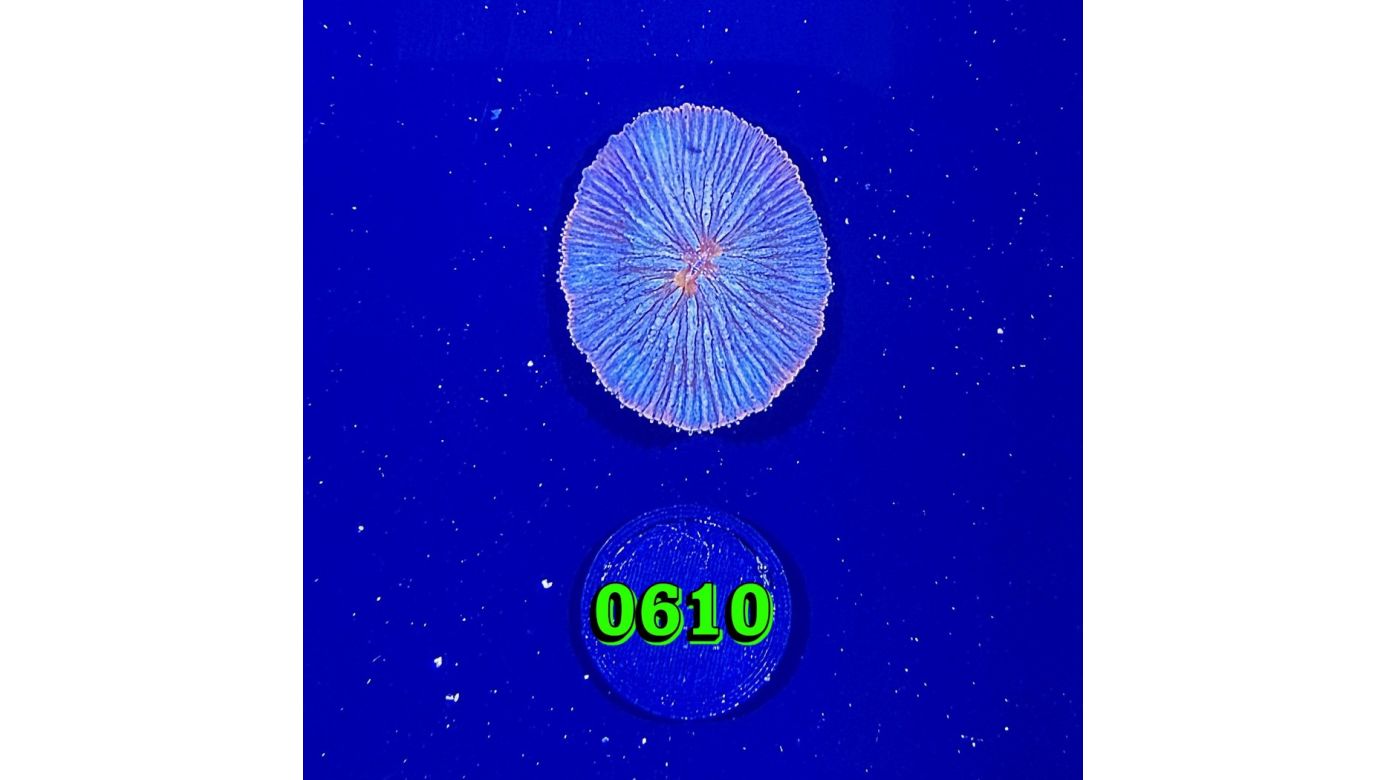 Fungia sp. WYSIWYG 0610