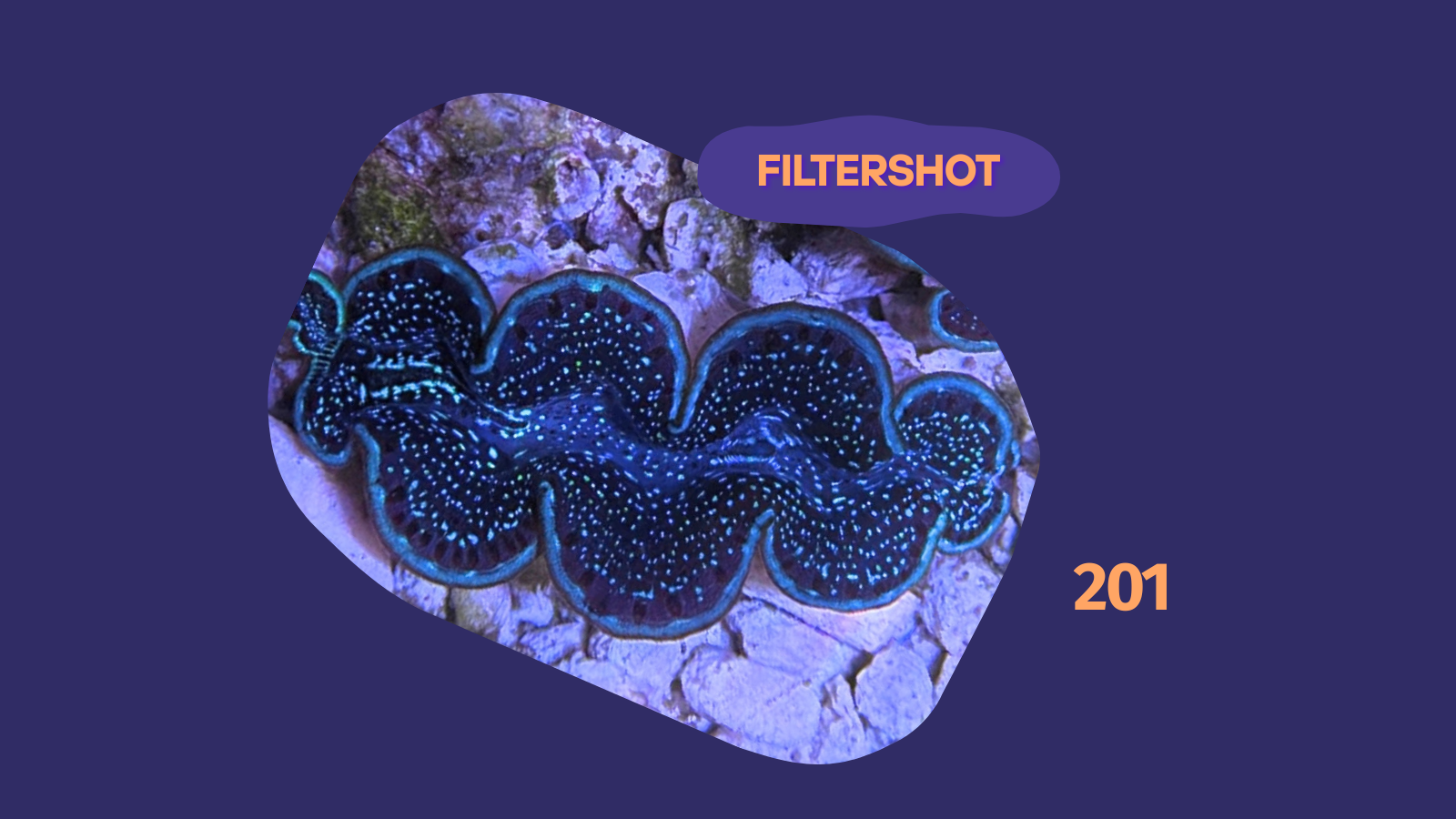 Tridacna maxima Muschel lila/blau 4-5cm 0201