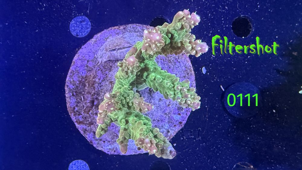 Acropora sp. WYSIWYG 0111