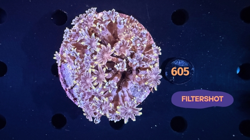 Clavularia sp. WYSIWYG 0605