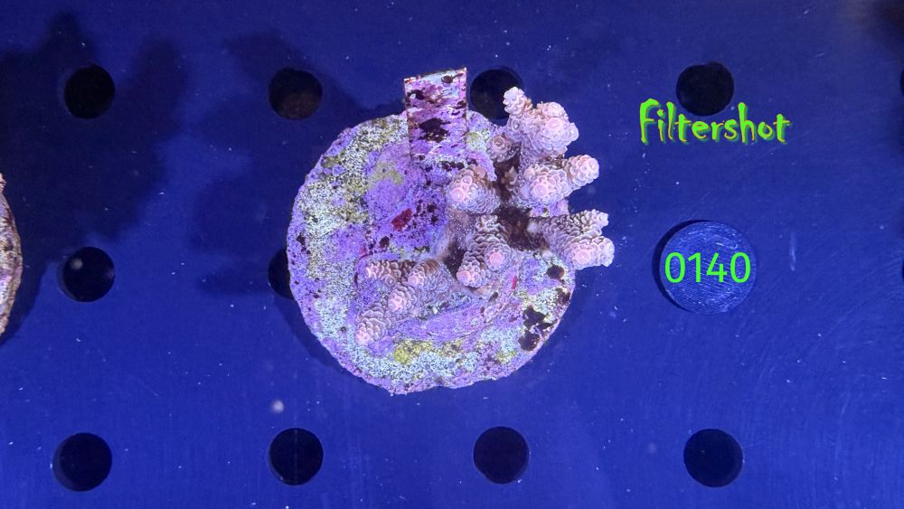 Acropora sp. WYSIWYG 0140