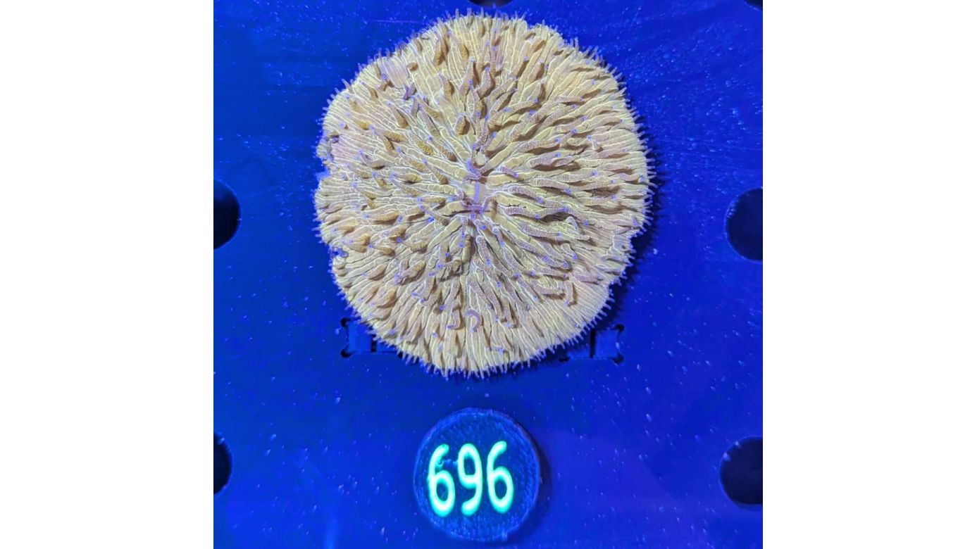 Fungia sp. orange 0696