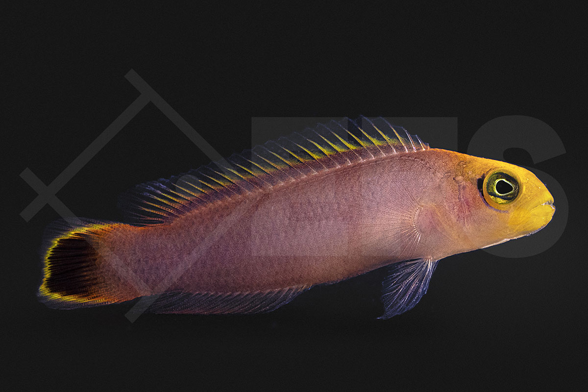Pseudochromis elongatus - Eleganter Zwergbarsch NZ