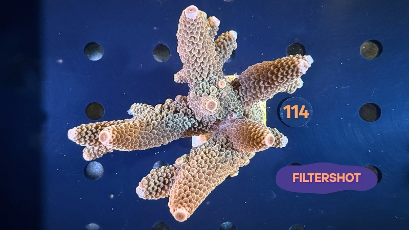 Acropora sp. WYSIWYG 0114