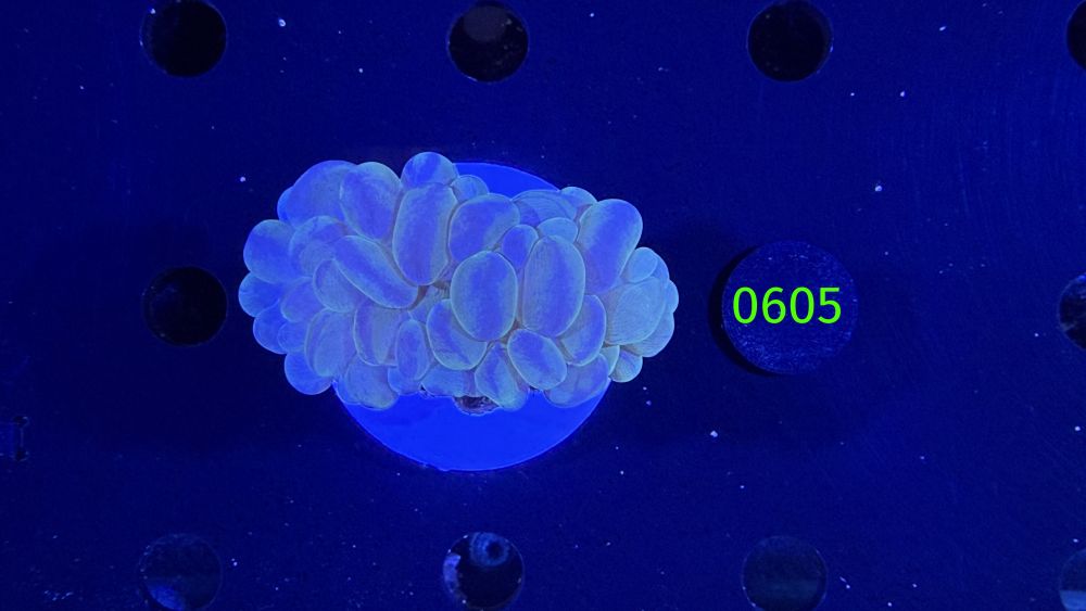 Plerogyra sinuosa - Blasenkoralle WYSIWYG 0605