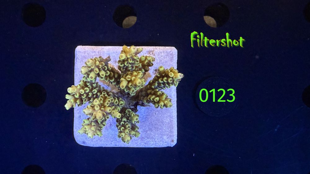 Acropora sp. WYSIWYG 0123