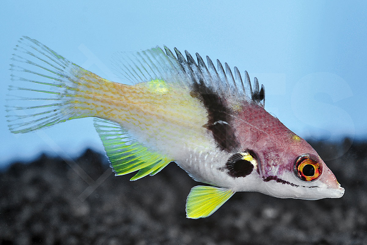 Bodianus mesothorax - Zweifarbenlippfisch