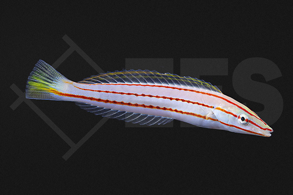 Hologymnosus doliatus - Weissbauch-Hechtlippfisch