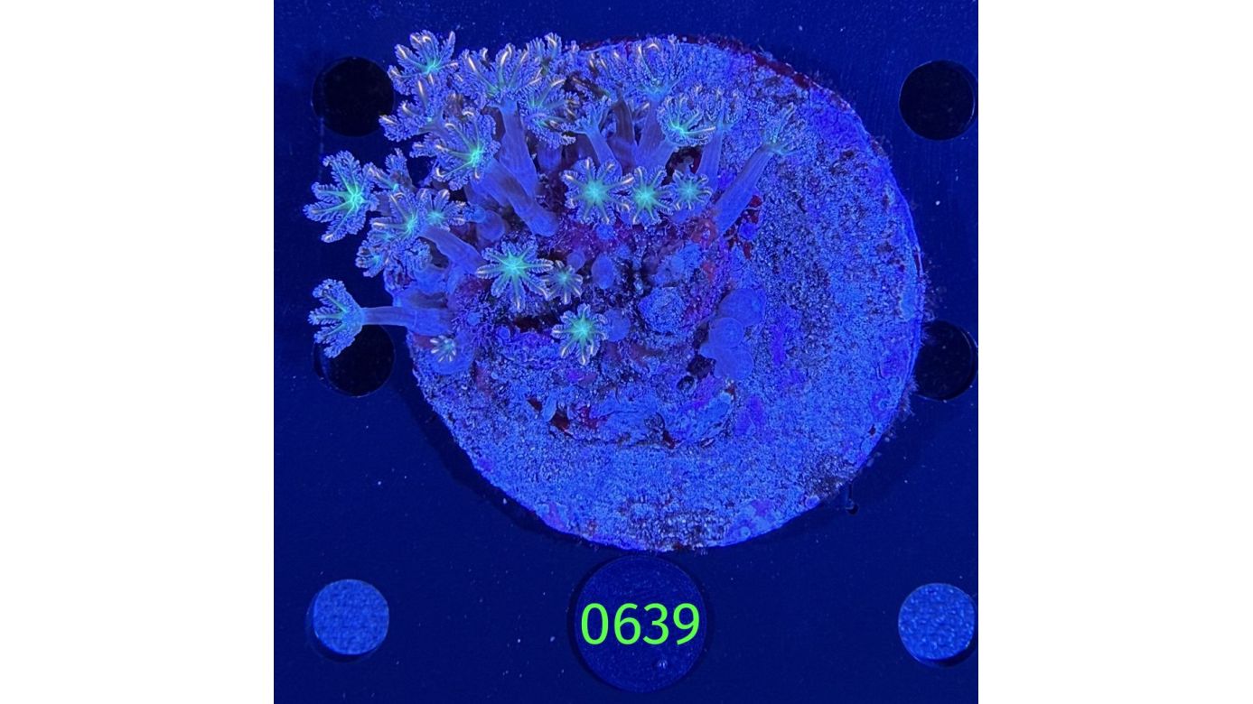 Clavularia spec. WYSIWYG 0639