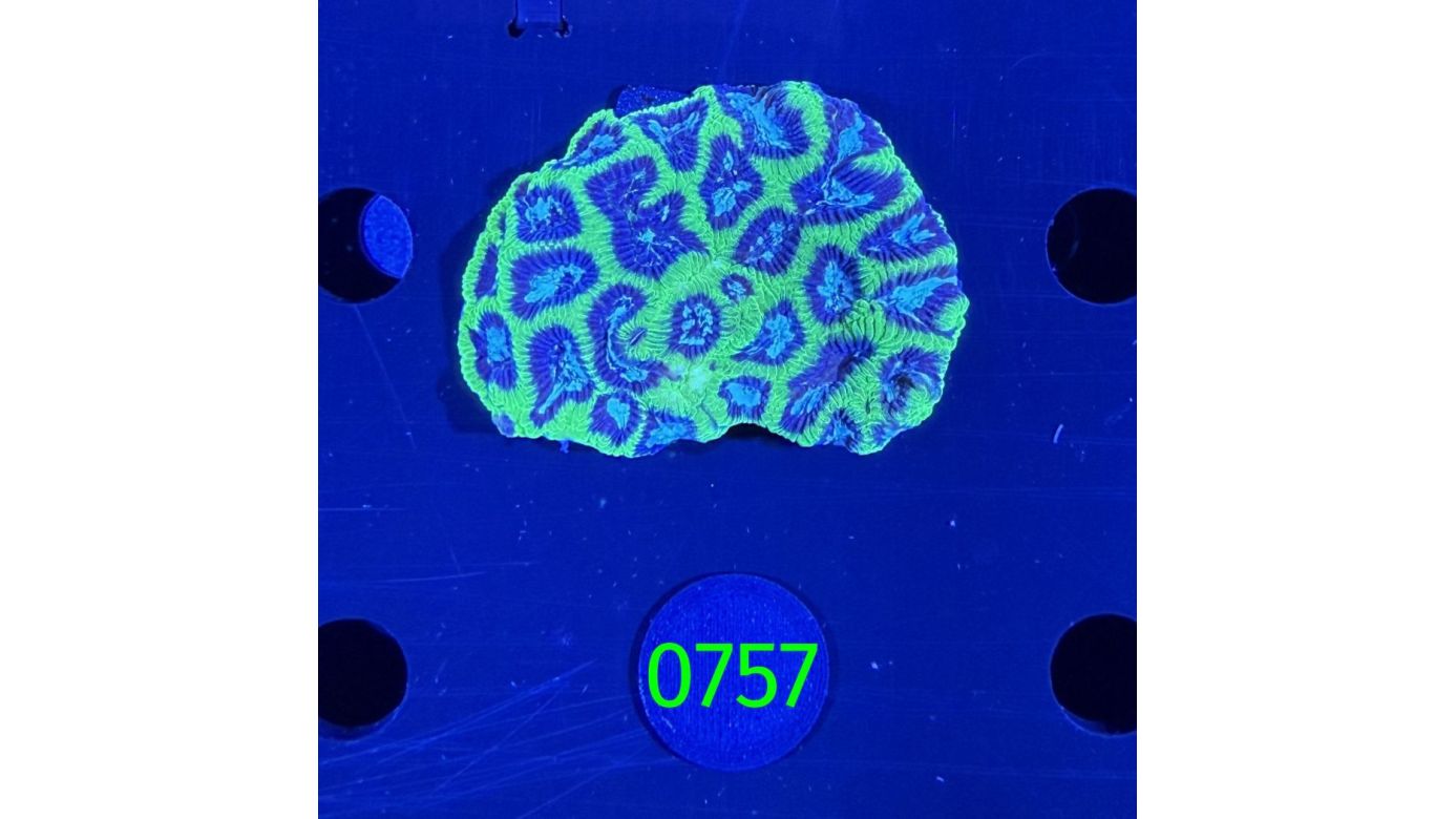 Platygyra sp. WYSIWYG 0757