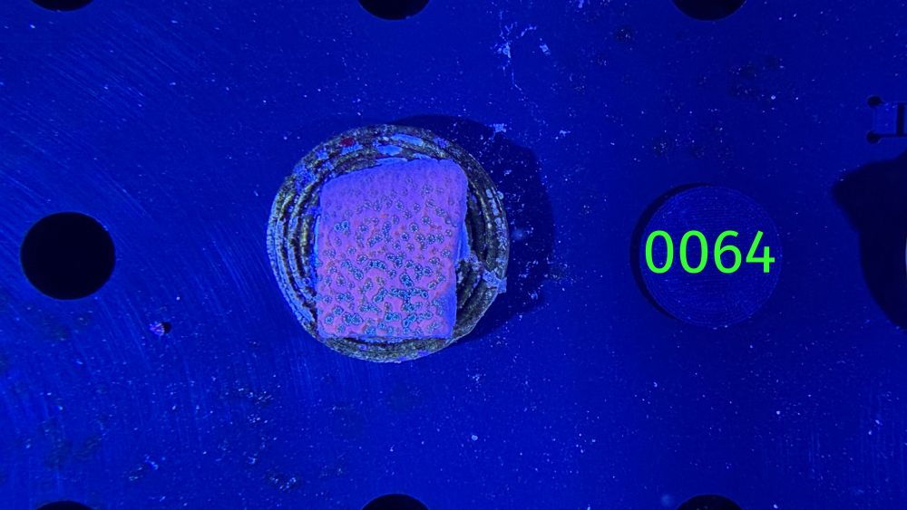 Montipora sp.- Kleinpolypige Steinkoralle "Tropical Thunder" DNZ 0064