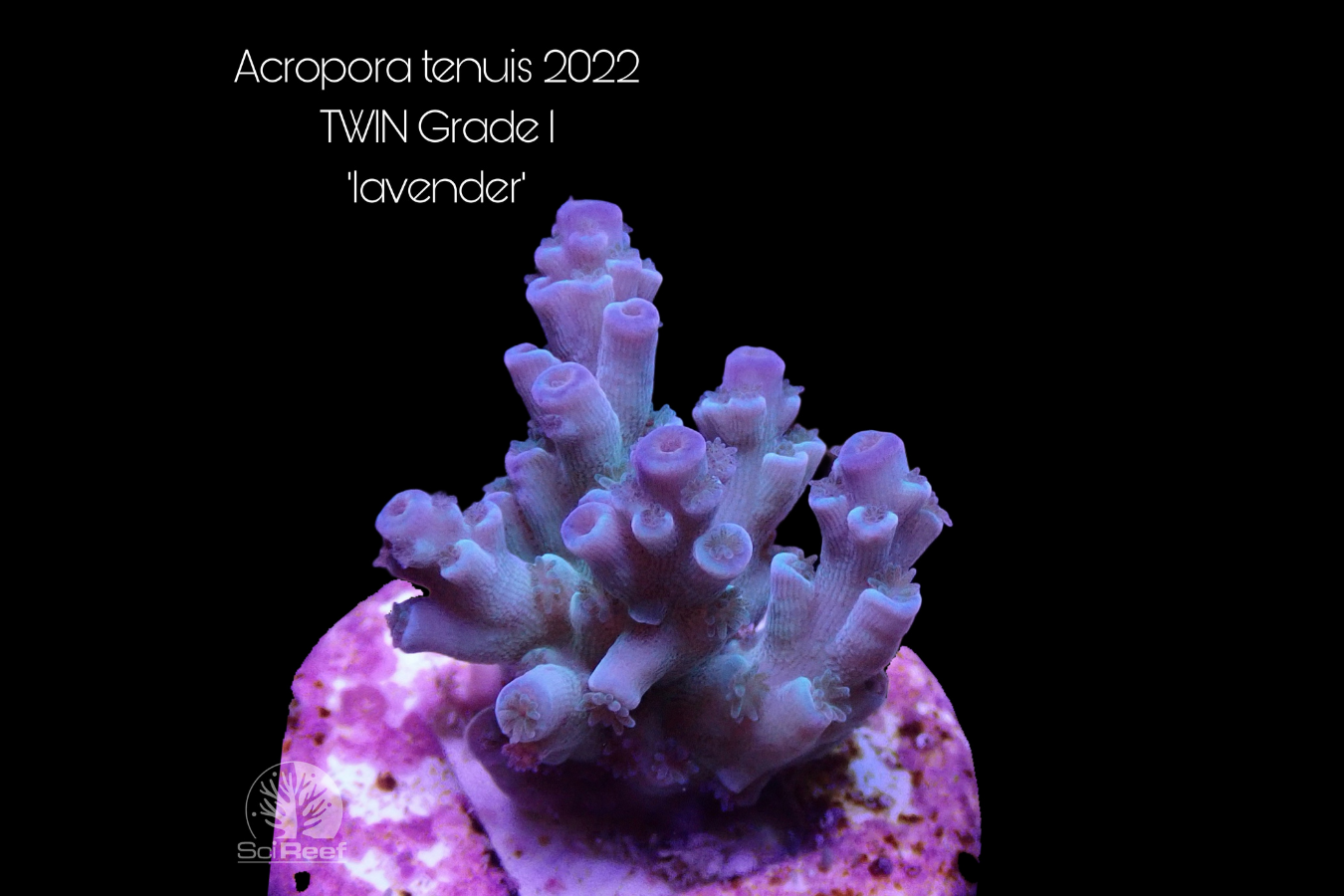 SciReef Acropora tenuis TWIN Grade 1 "lavender" 0292