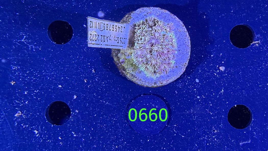 Goniopora sp. WYSIWYG 0660