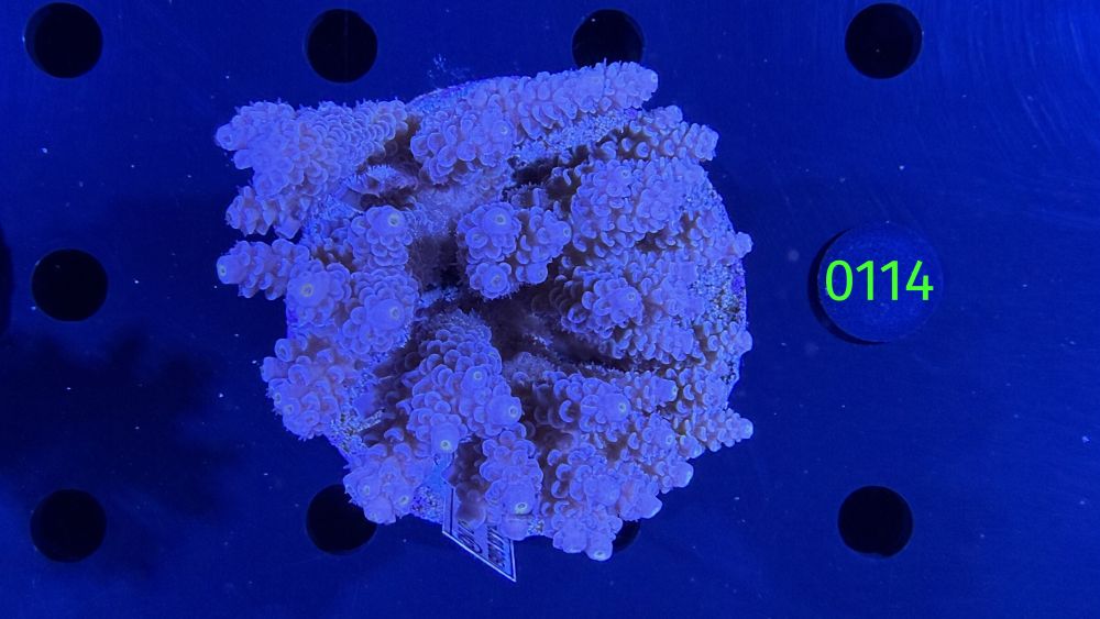 Acropora sp. WYSIWYG 0114