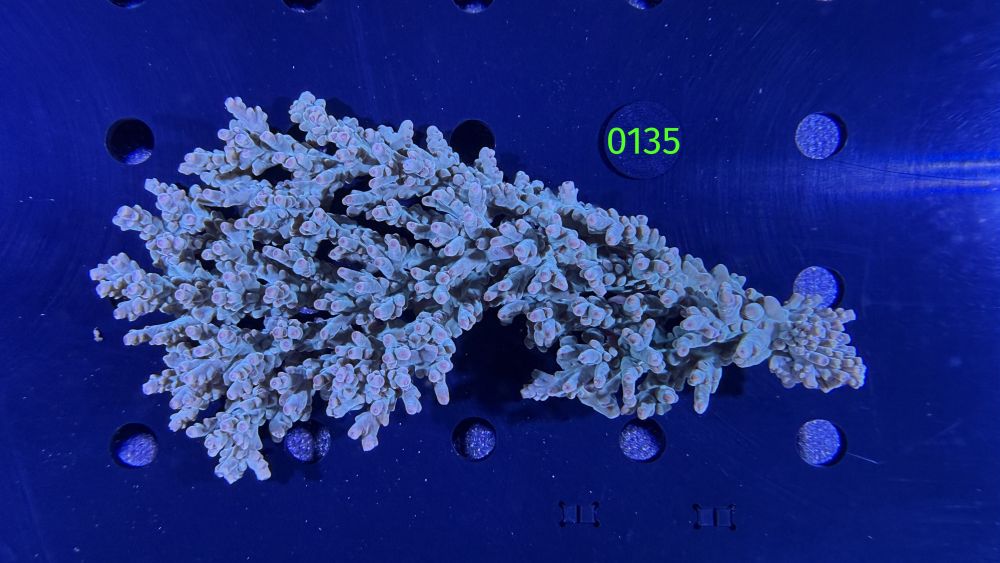 Acropora sp. WYSIWYG 0135