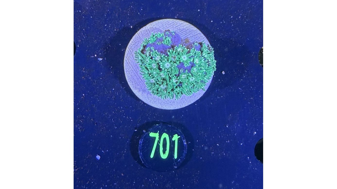 Alveopora sp. WYSIWYG 0701