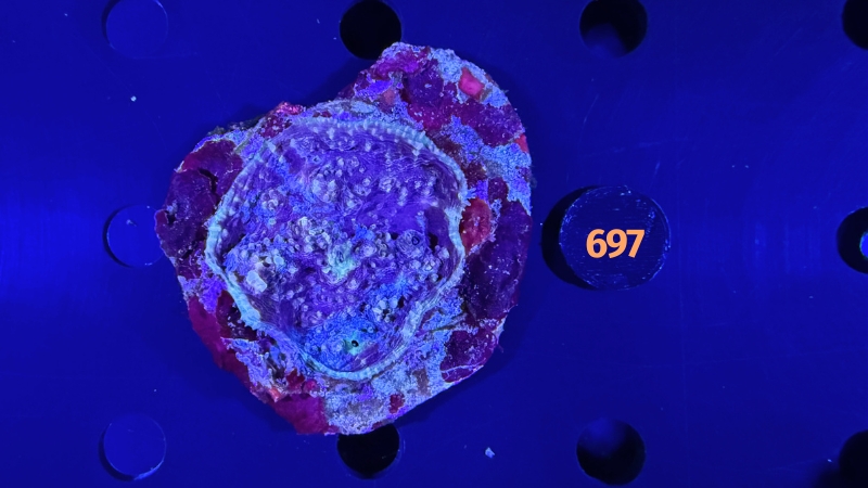 Echinophyllia sp. WYSIWYG 0697