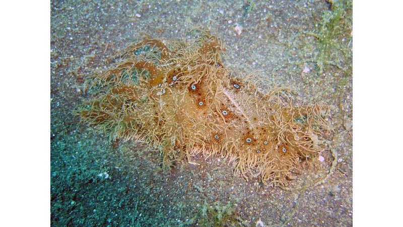 Bursatella leachii - Blaupunkt-Seehase