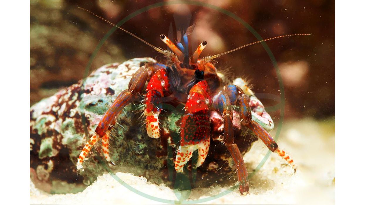 Calcinus spec. - Einsiedlerkrebs gemischt