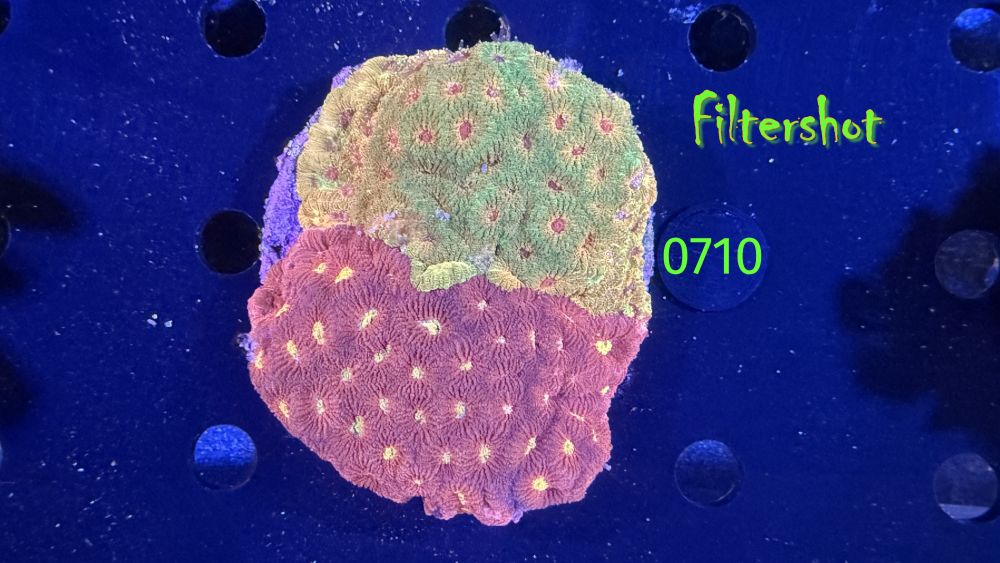 Favia sp. WYSIWYG 0710