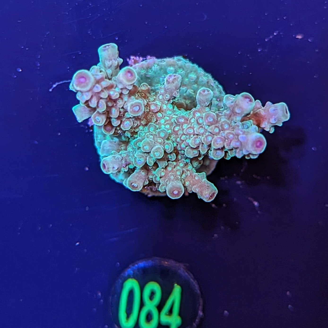 Acropora sp. "Joker" - Deutsche Nachzucht 0084