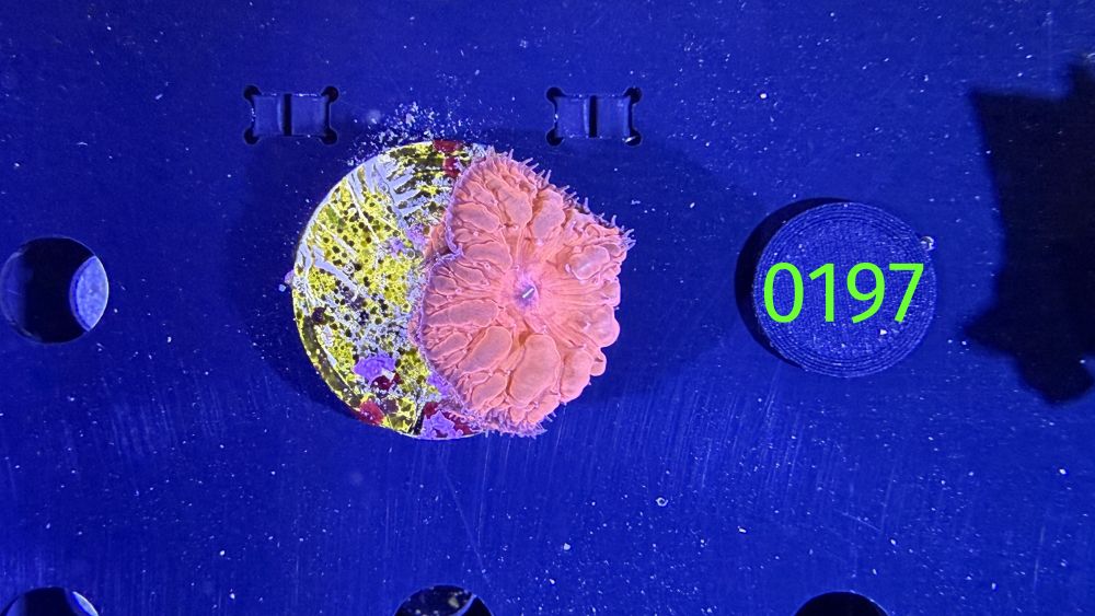 Blastomussa wellsi - Hirnkoralle Rot PPNZ 197