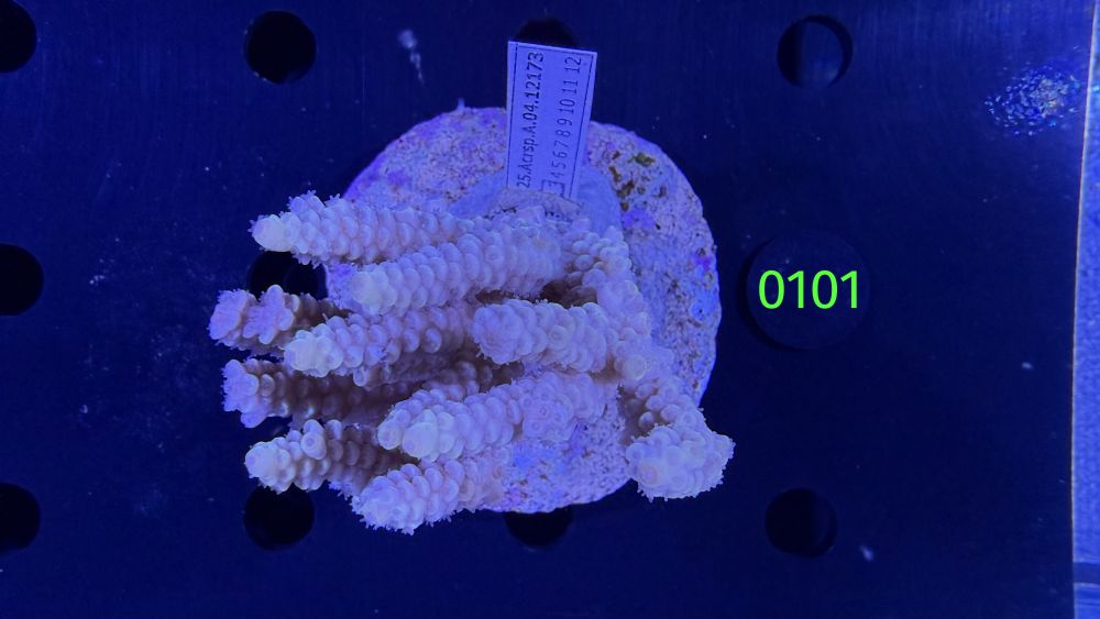 Acropora sp. WYSIWYG 0101