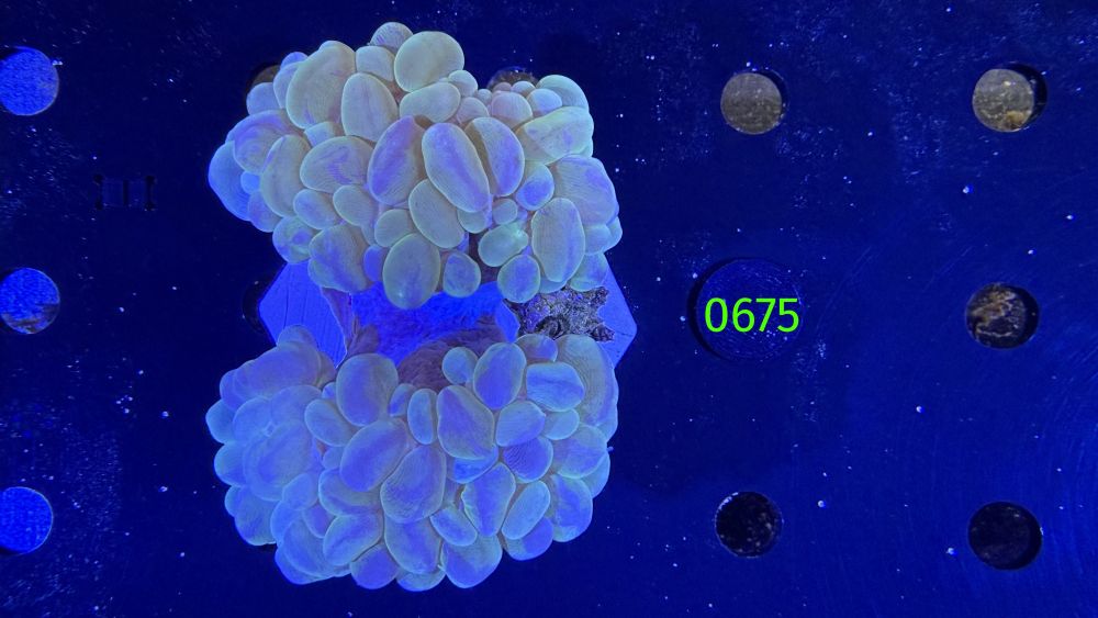 Plerogyra sinuosa - Blasenkoralle WYSIWYG 0675