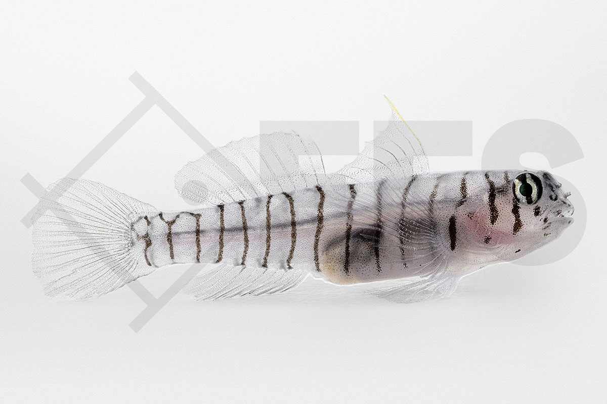 Elacatinus macrodon - Tigergrundel NZ