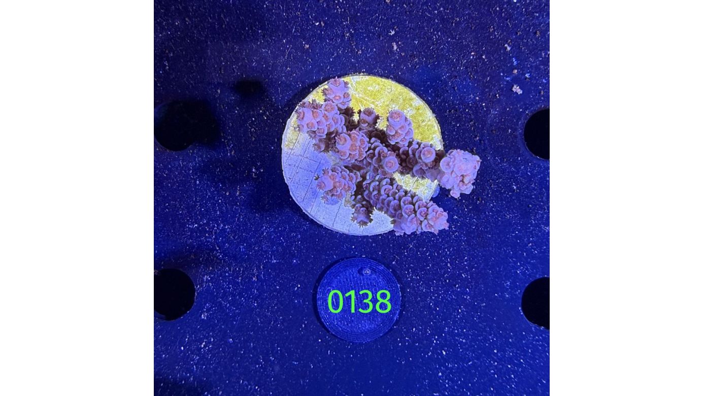 Acropora sp. WYSIWYG 0138