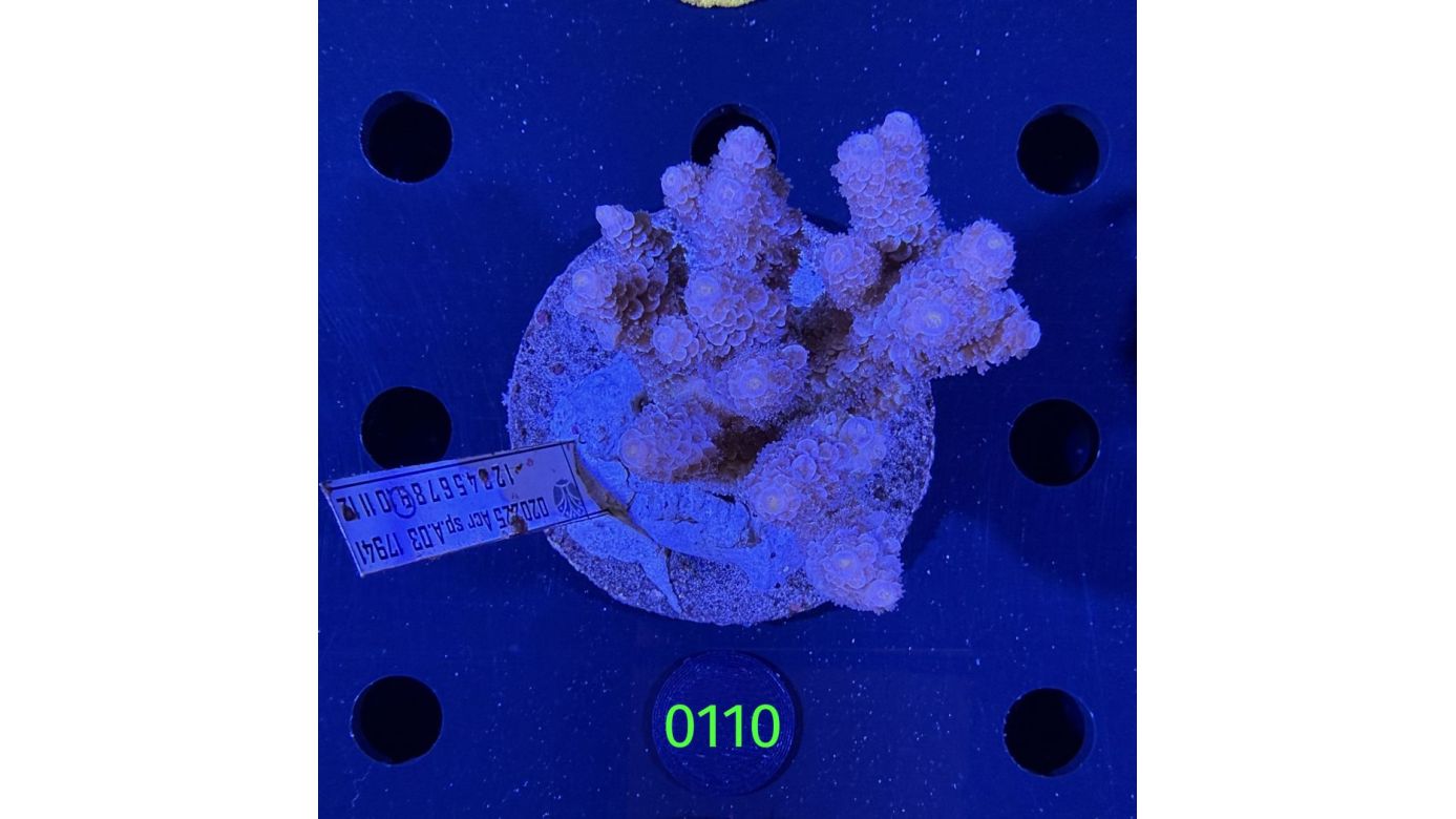 Acropora sp. WYSIWYG 0110