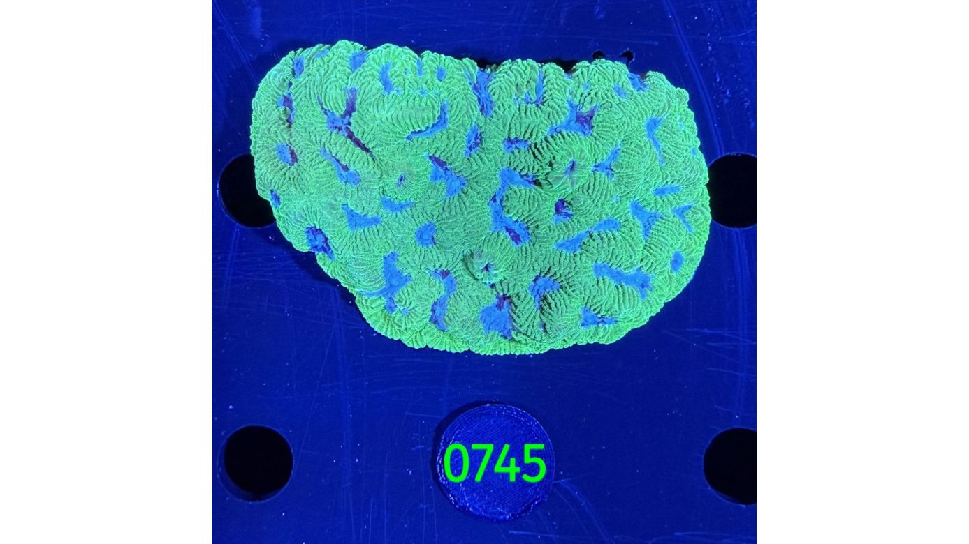 Platygyra sp. WYSIWYG 0745