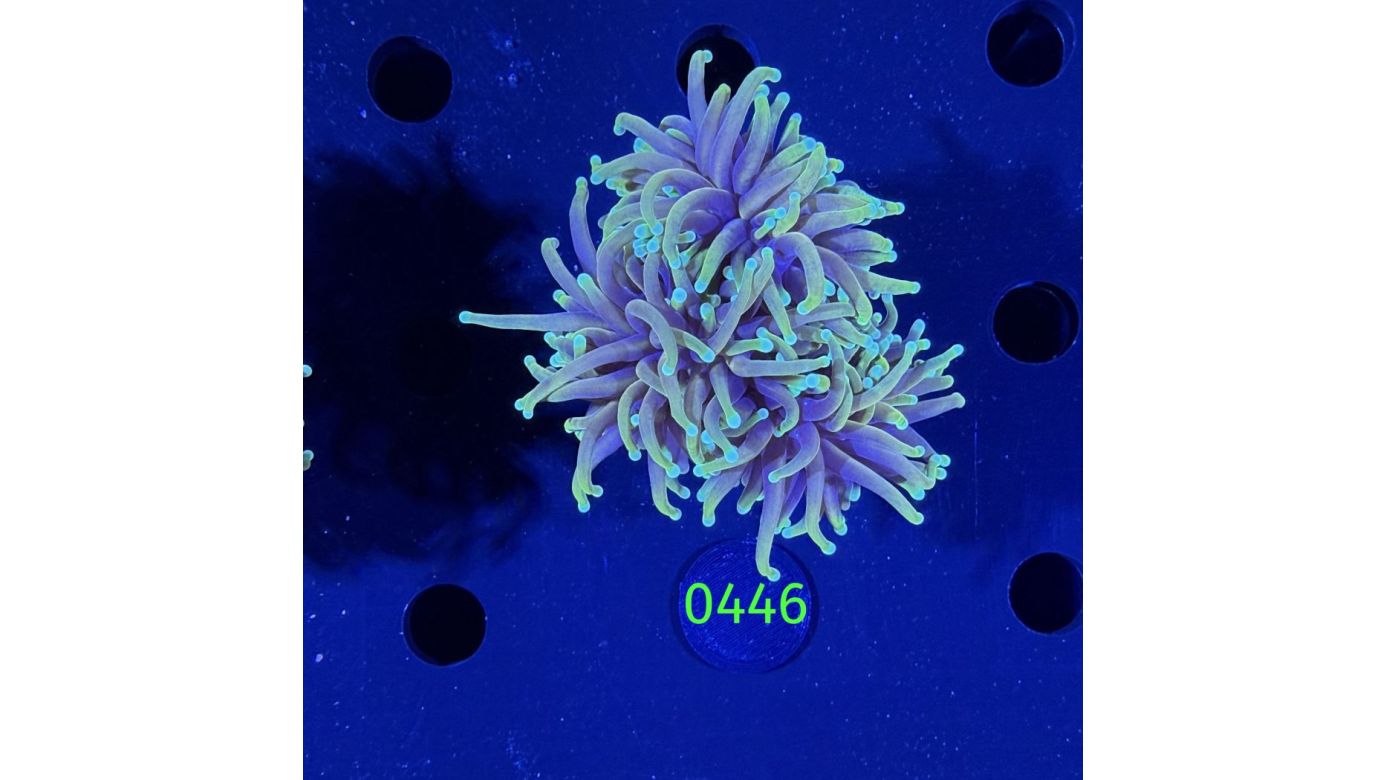 Euphyllia glabrescens - Fackelkoralle Torch 0446