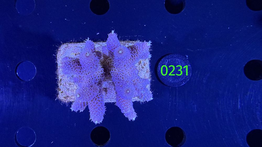 Acropora sp. WYSIWYG 0231
