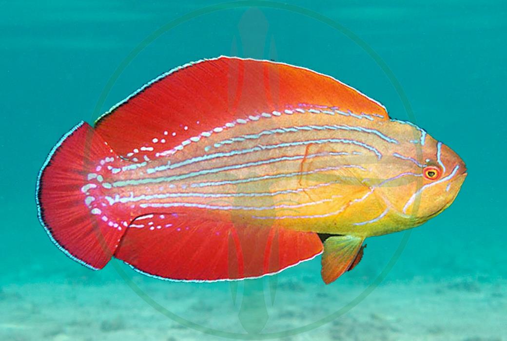 Paracheilinus octotaenia - Rotmeer Zwerglippfisch