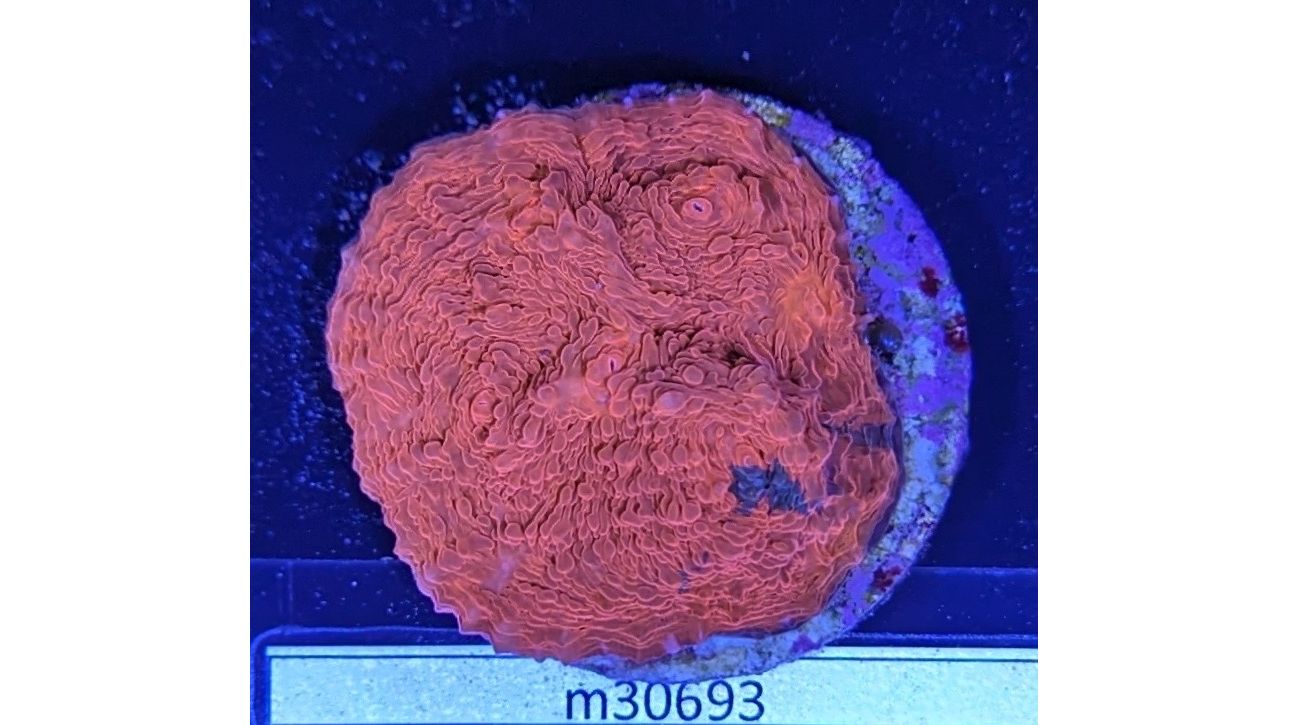 Echinophyllia aspera - Kelchkoralle Rot/Orange Deutsche Nachzucht 0038