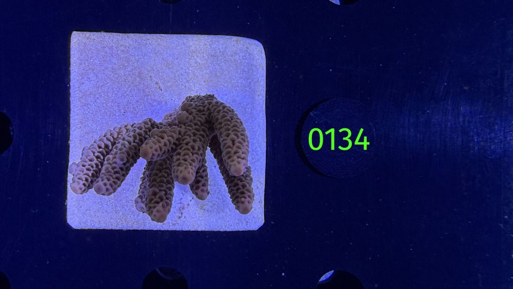 Acropora sp. WYSIWYG 0134