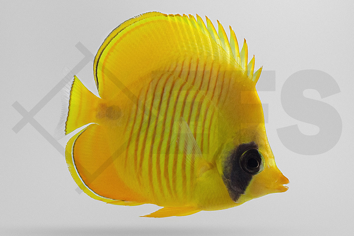 Chaetodon semilarvatus - Masken Falterfisch Rotes Meer