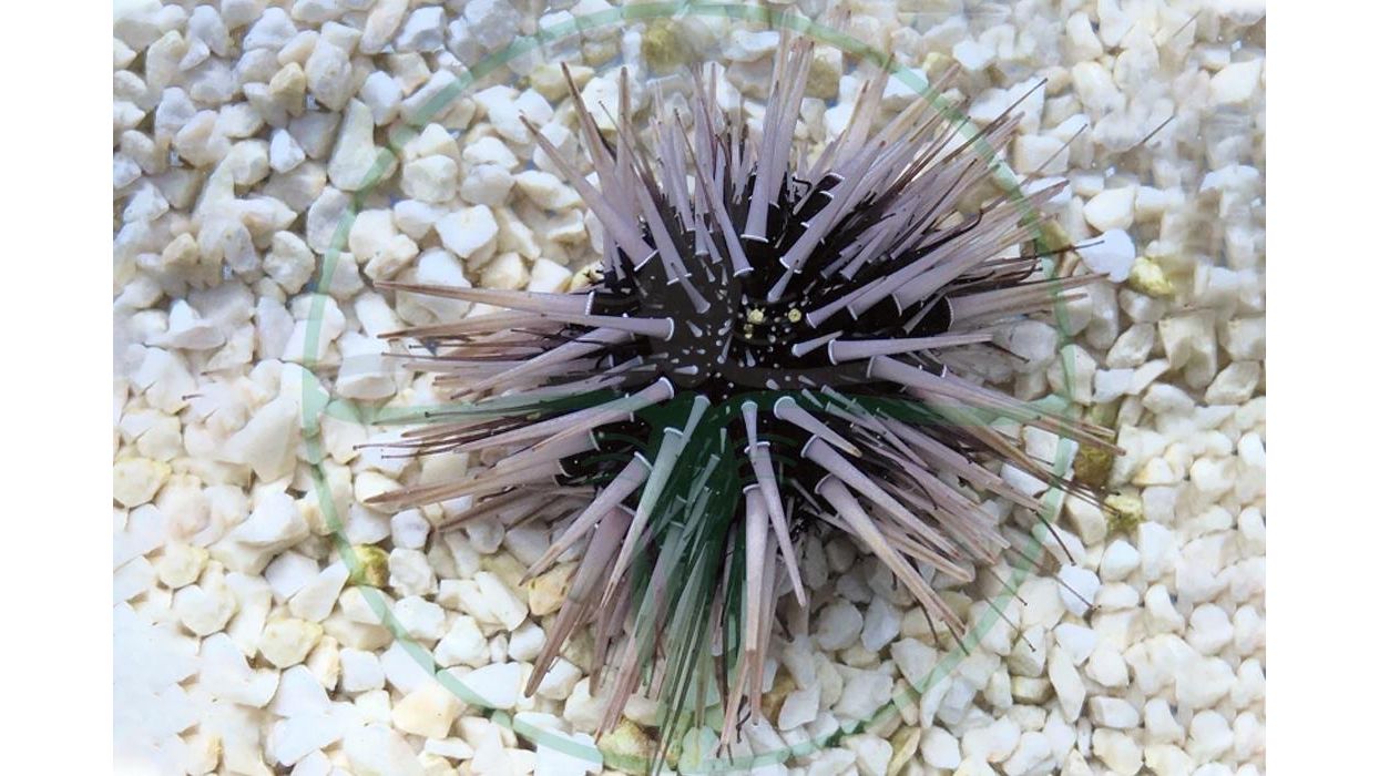 Echinometra Viridis - Rotschwarzer Riffdachseeigel