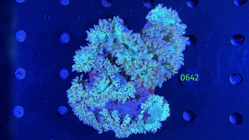 Catalaphyllia jardinei WYSIWYG 0642