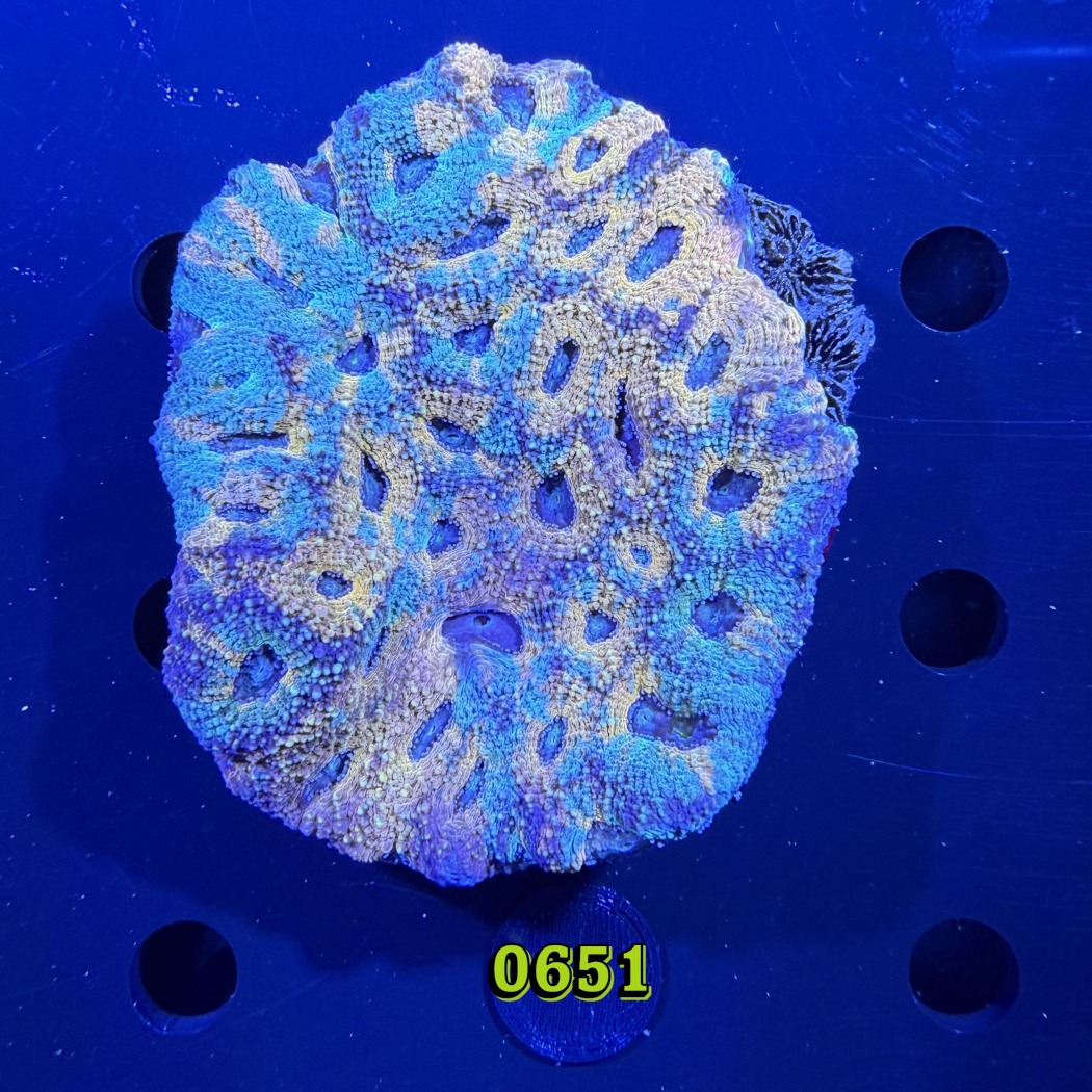 Acanthastrea sp. WYSIWYG 0651