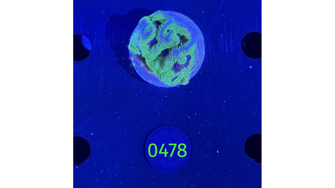 Playgyra sp. - Großpolypige Steinkoralle Deutsche Nachzucht 0478