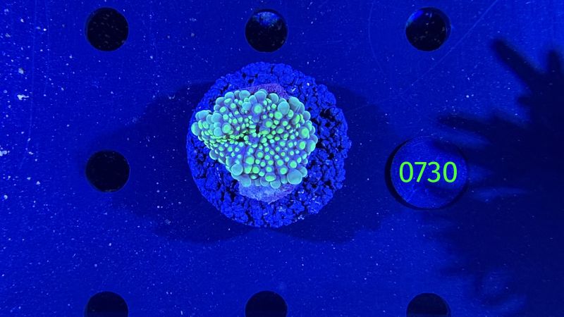 Ricordea sp. WYSIWYG 0730